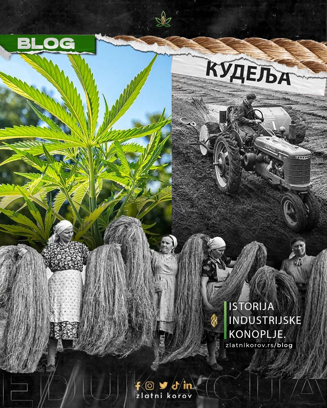 🧭 Industrijska konoplja je nekada bila dominantna kultura u severnom delu Srbije.

🌿 Ovaj izdržljiv i obnovljiv resurs (jedna od najranijih poznatih pripitomljenih biljaka, sa korenima koji datiraju još iz neolitskog doba u Kini) je rafiniran za različite industrijske primene, uključujući papir, tekstil i konopce.

📜 Tokom vremena, upotreba industrijske konoplje je evoluirala u još veći izbor proizvoda, uključujući zdravu hranu, organsku negu tela, odeću, građevinske materijale, biogoriva i još mnogo toga (prema jednom izvoru može se napraviti više od 25.000 proizvoda od konoplje)

💡 Za još zanimljivih tekstova pratite naš blog. 
🌱 zlatnikorov.rs/blog

Više informacija:
𝐰𝐞𝐛 | zlatnikorov.rs 𝐢𝐧𝐬𝐭𝐚𝐠𝐫𝐚𝐦 | @zlatnikorov
𝐟𝐚𝐜𝐞𝐛𝐨𝐨𝐤 | zlatnikorov 𝐥𝐢𝐧𝐤𝐞𝐝𝐢𝐧 | zlatnikorov

#ZlatniKorov #CBD #IndustrijskaKonoplja #CBDčaj #CBDsrbija #ČajodKonoplje #CBDtea #IndustrialHemp
